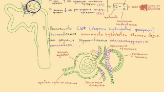 6 Регуляция в проксимальном канальце нефрона