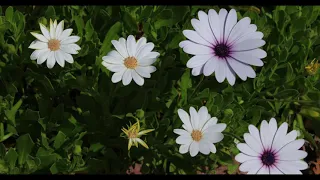 Flowers 4K 60fps - Nature Relax Video + Amazing Birds Singing (4 Hours)