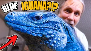 THIS BLUE IGUANA IS UNREAL!! TRAVEL ADVENTURE DAY #1 | BRIAN BARCZYK