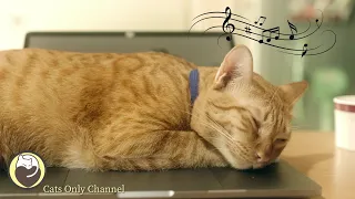 Music for Cats - Peaceful Harp Music to Calm your Cat, Relief of Stress and Anxiety