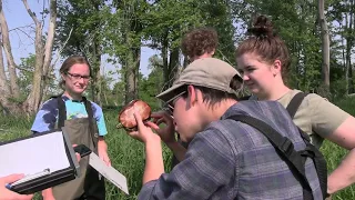 Living Green On A Blue Planet   Turtle Research at Eagle Marsh