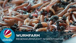 Wurmfarm: Schleswig Holsteiner züchtet Regenwürmer