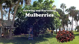 Growing and Picking Mulberries