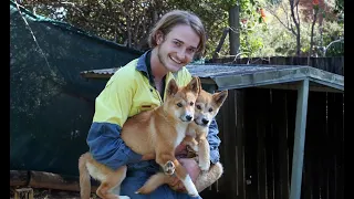 Ipswich Nature Centre dingoes: An Antechinus in the Attic