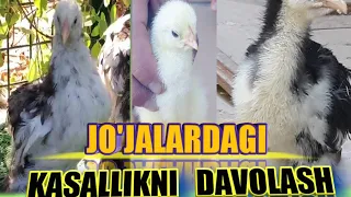 JO'JANI KUZDA SANAYMIZ 90 % JO'JALAR O'LISHI MUMKUN