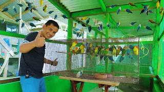 It's Finally Happening!! I Transferred all my AFRICAN LOVEBIRDS to our farm's biggest Bird Aviary