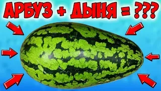 Пробую Необычные АРБУЗЫ. ТОП 3 Рецепта из АРБУЗА и ДЫНИ. Рецепты от Умелое ТВ