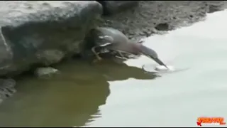 Shocking Fishing Moments birds