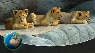 Cute & curious little fur friends - Toys for the four lion cubs