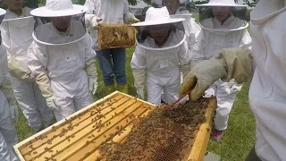 Kids Learn Why Bees Are Awesome | National Geographic