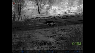 Video aus Möllenbeck: Wolf gefilmt?