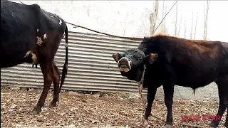 Wonderful Excellent Powerful Bull  Fast Meeting Cow | Village Animals |