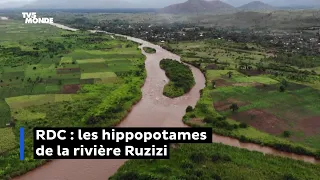 RDC : les hippopotames de la rivière Ruzizi