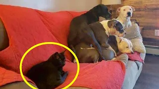 Funny Dog and Cat that Make You Laugh Uncontrollably 😂