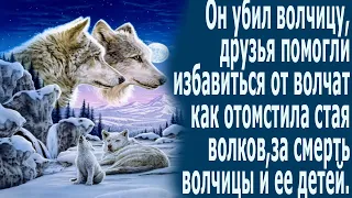 Он убил волчицу, друзья помогли избавиться от волчат, как отомстила стая волков за смерть волчицы ..