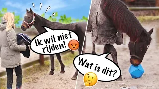 WAT ALS PAARDEN KONDEN PRATEN? 😳 DIT IS WAT PAARDEN VAN ONS DENKEN! | Daphne draaft door