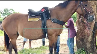 Feira de cavalos em canafístula frei Damião ás segunda feira. Alagoas 🇧🇷