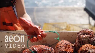 The life of a female lobster fisherman | The Long Haul