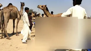 Camel Love