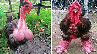 7 Chicken Breeds You Wont Believe Actually Exist