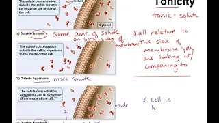 Osmosis, tonicity, and water movement oline lectur