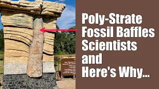 Poly-strate Tree Fossil Baffles Conventional Geology