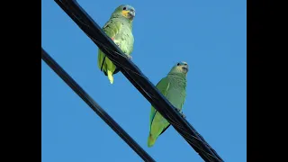 Orange winged Parrots