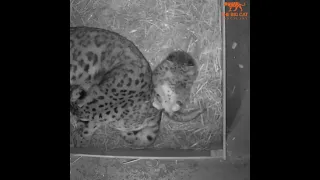 Squirmy Snow Leopard Cub Refuses to Sleep at UK Sanctuary
