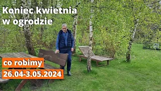 Co w ogrodzie 26 kwietnia - 3 maja 2024. Koniec kwietnia i początek maja w ogrodzie.