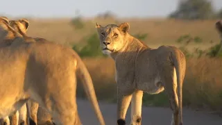 "AMBUSHED" BY WILD LIONS IN KRUGER NATIONAL PARK (including one who tries to bite car tire)