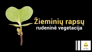 Žieminių rapsų rudeninė vegetacija