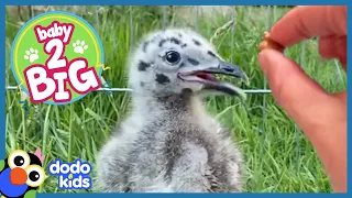 This Hungry Baby Seagull Will Eat Anything | Baby 2 Big | Dodo Kids