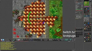 TIBIA PK peloria, antica, lovepugs, #10