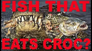 The fish that eats crocodiles? is it True?  l Amazing Facts l Goliath Tiger Fish l Now U Know l