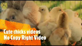 cute chicks