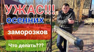 Страшны ли заморозки на винограднике осенью???