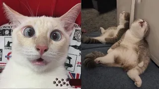 BEST DANK CAT MEMES COMPILATION OF 2020 Part 12 (From TikTok)