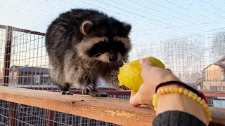 RACCOON ZEFIRKA EATS MANGO FOR THE FIRST TIME / Gorushka steals from guests