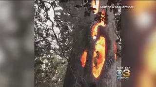 Man Finds Tree Burning From Inside In California