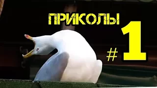 ПРИКОЛЫ #1 - Самая свежая подборка! Спорим, засмеешься?!