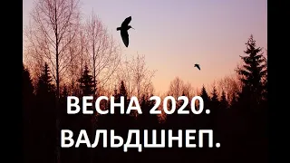 ОТКРЫТИЕ ВЕСЕННЕЙ ОХОТЫ 2020. ОХОТА НА ВАЛЬДШНЕПА.