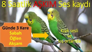 Kuş Konuşturma 8 saatlik Aşkım ses kaydı