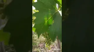 la vignes musca italienne paye marocain 💯💯🇲🇦🍇🍇