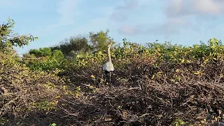 great blue heron mating call