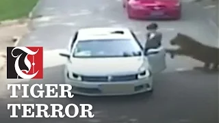 Tiger Attacks Woman in China (WARNING: GRAPHIC VIDEO)