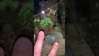 Морской аквариум ночью