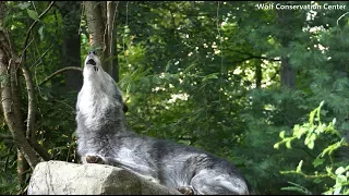 25 Wolves Howling at  Twilight