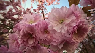 Die Japanische Kirsche blüht derzeit. Im Botanischen Garten Rostock jedes Jahr ein Highlight.