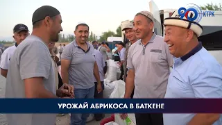 В Баткенской области хороший урожай абрикосов