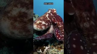 LUAR BIASA Pengorbanan Sang Induk GURITA | OCTOPUS